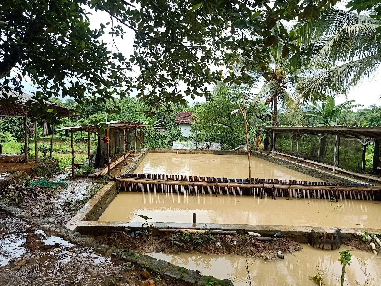 SAUNG PUPUNG