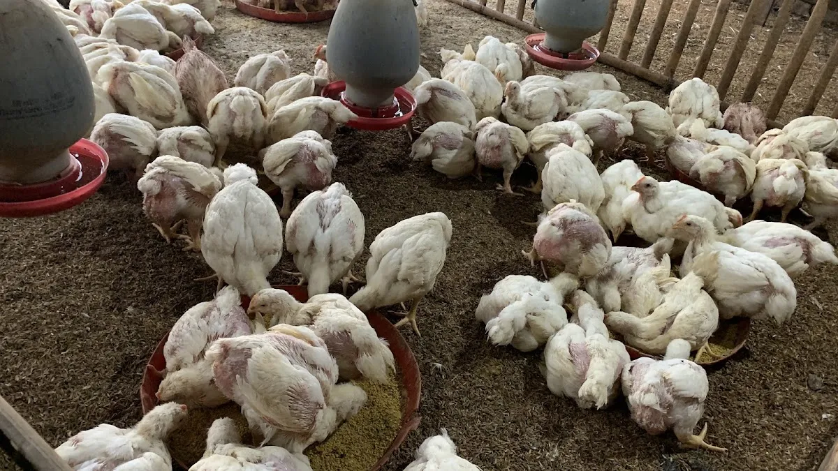 Jual Ayam potong/ pemotongan ayam pakde